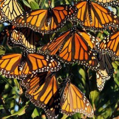 butterfliesgroup